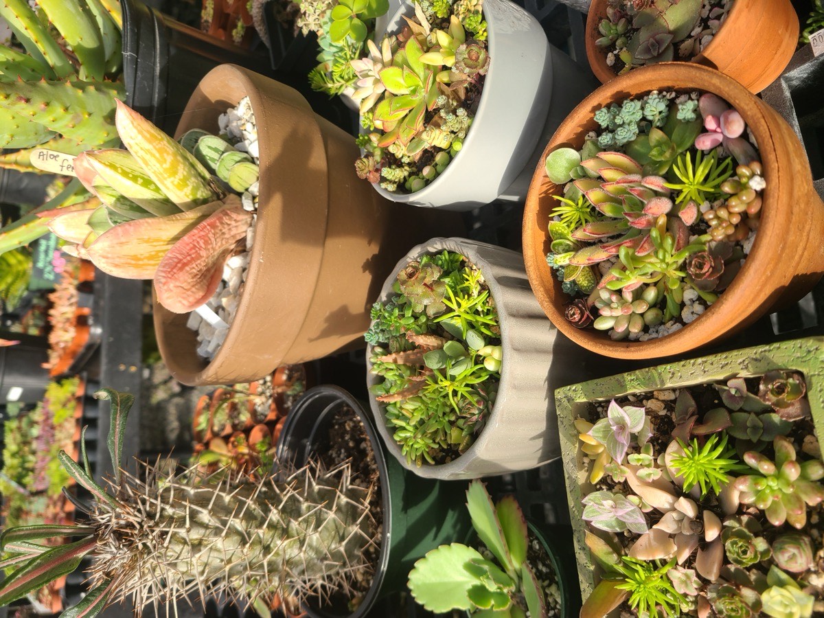 Buzz + Thrive Gardens at the market