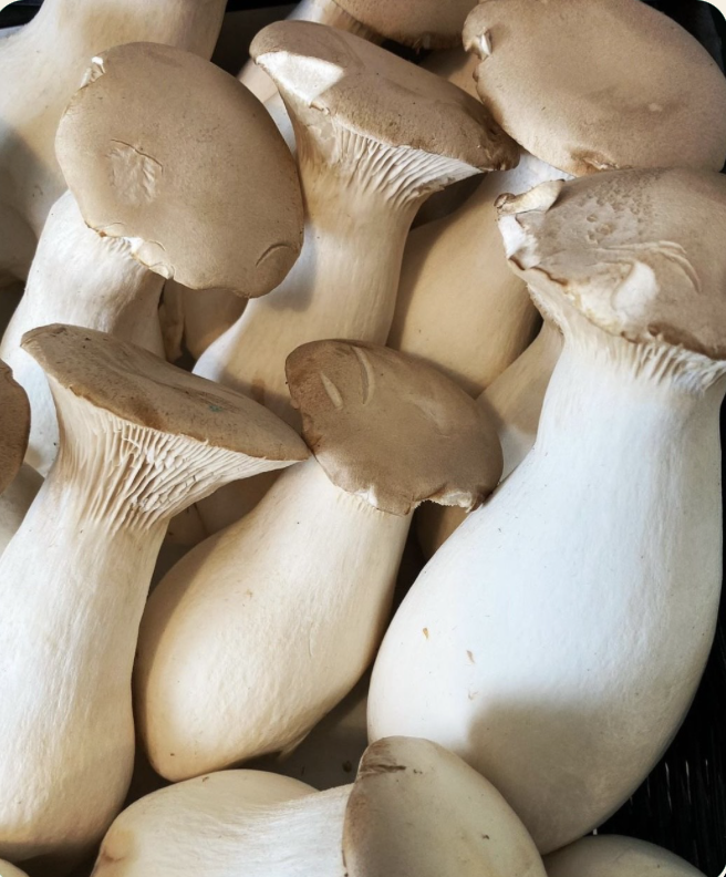 My County Mushrooms at the market