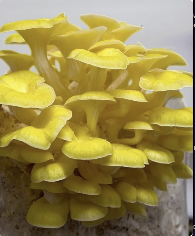 My County Mushrooms at the market