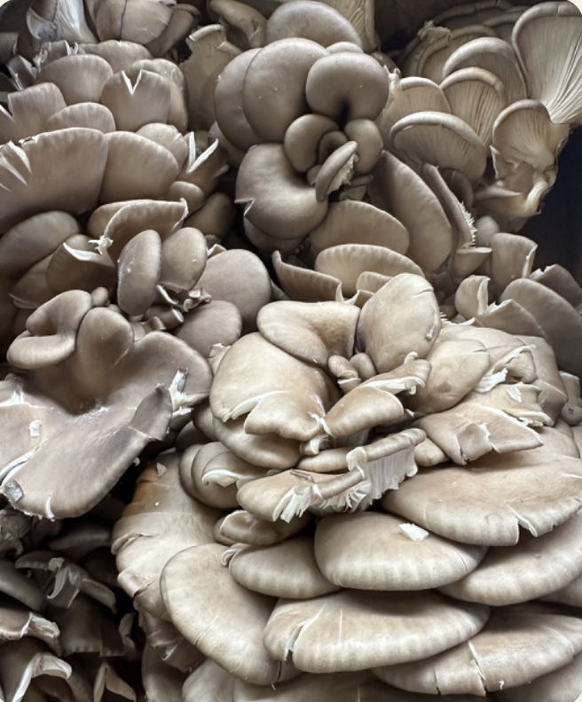 My County Mushrooms at the market