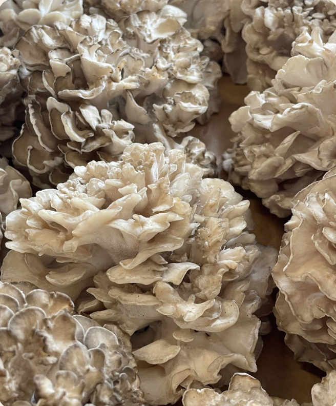 My County Mushrooms at the market