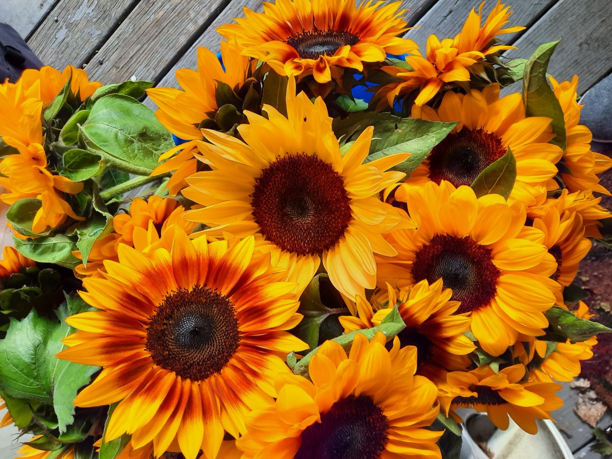 Never Enough Flowers at the market