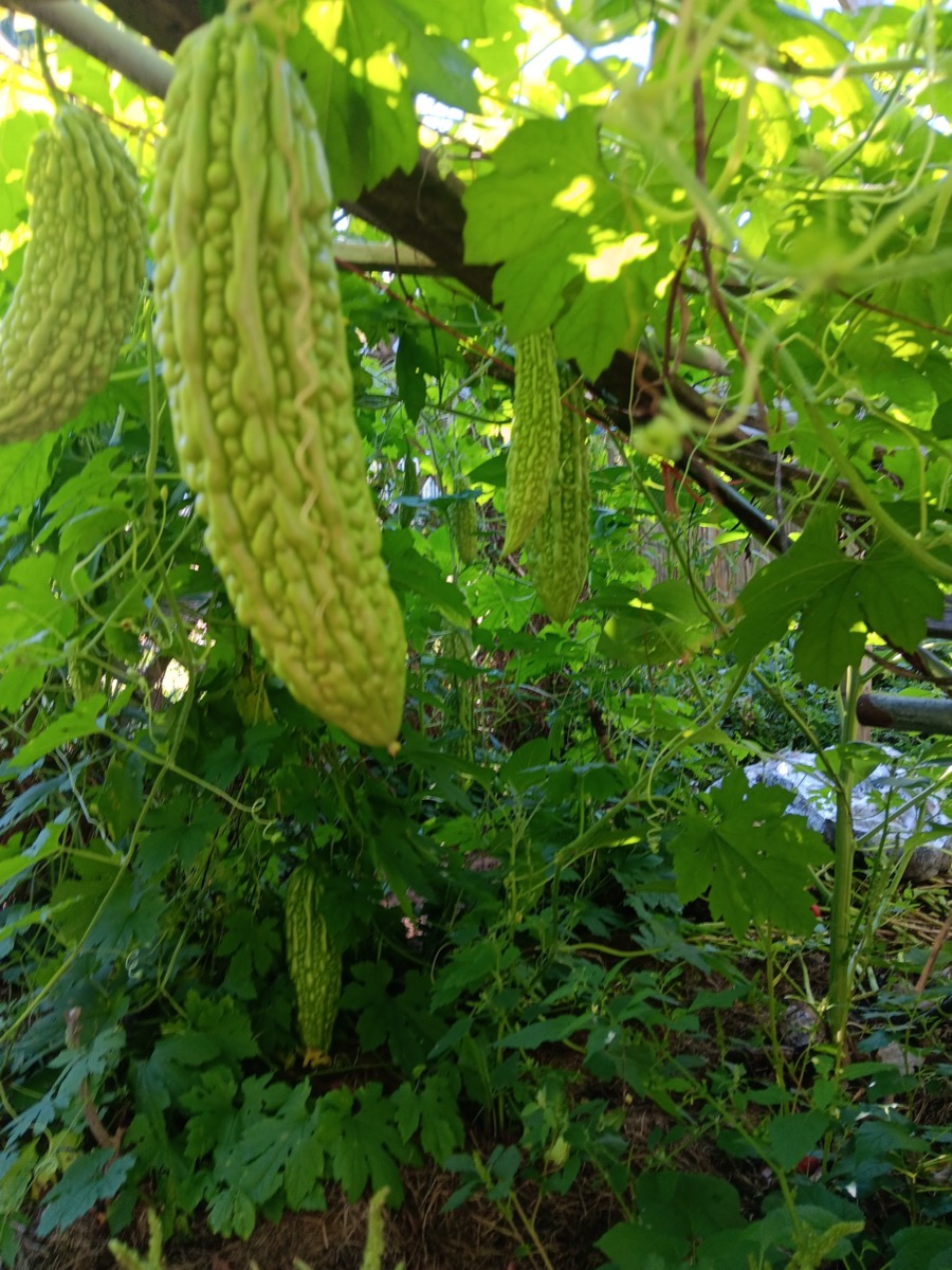 Sibling Crops at the market