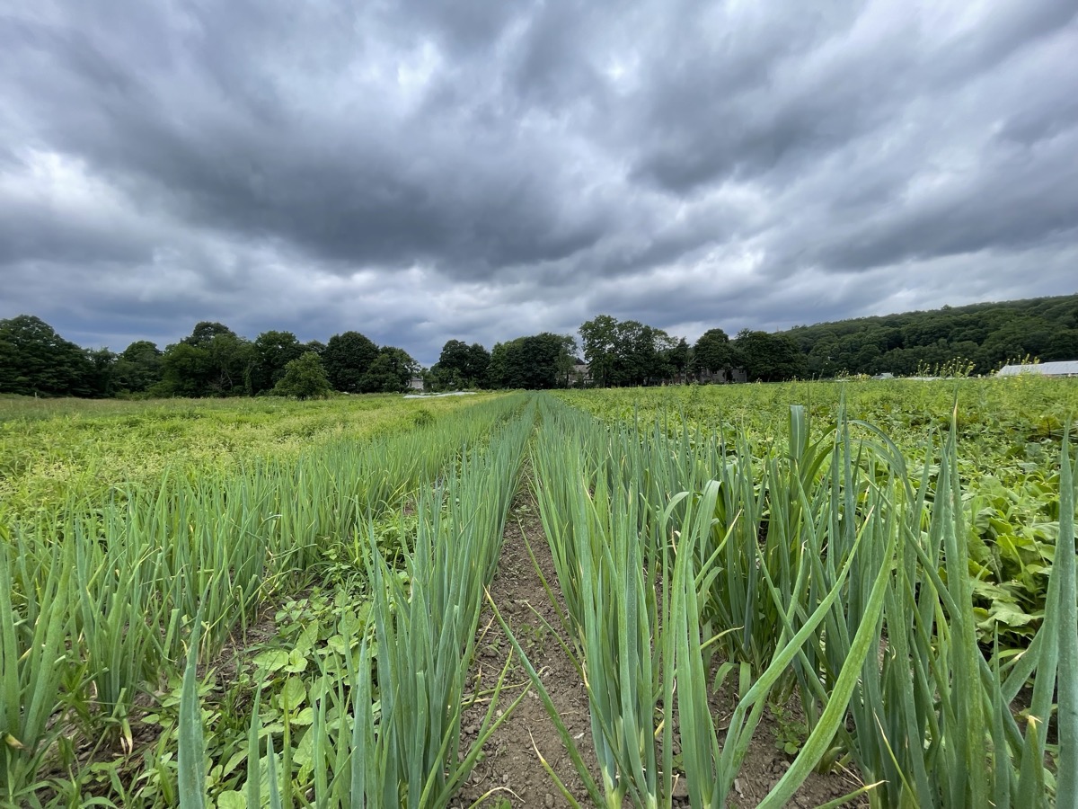 Waltham Fields Community Farm at the market